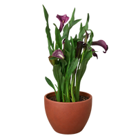 Calla Lily
