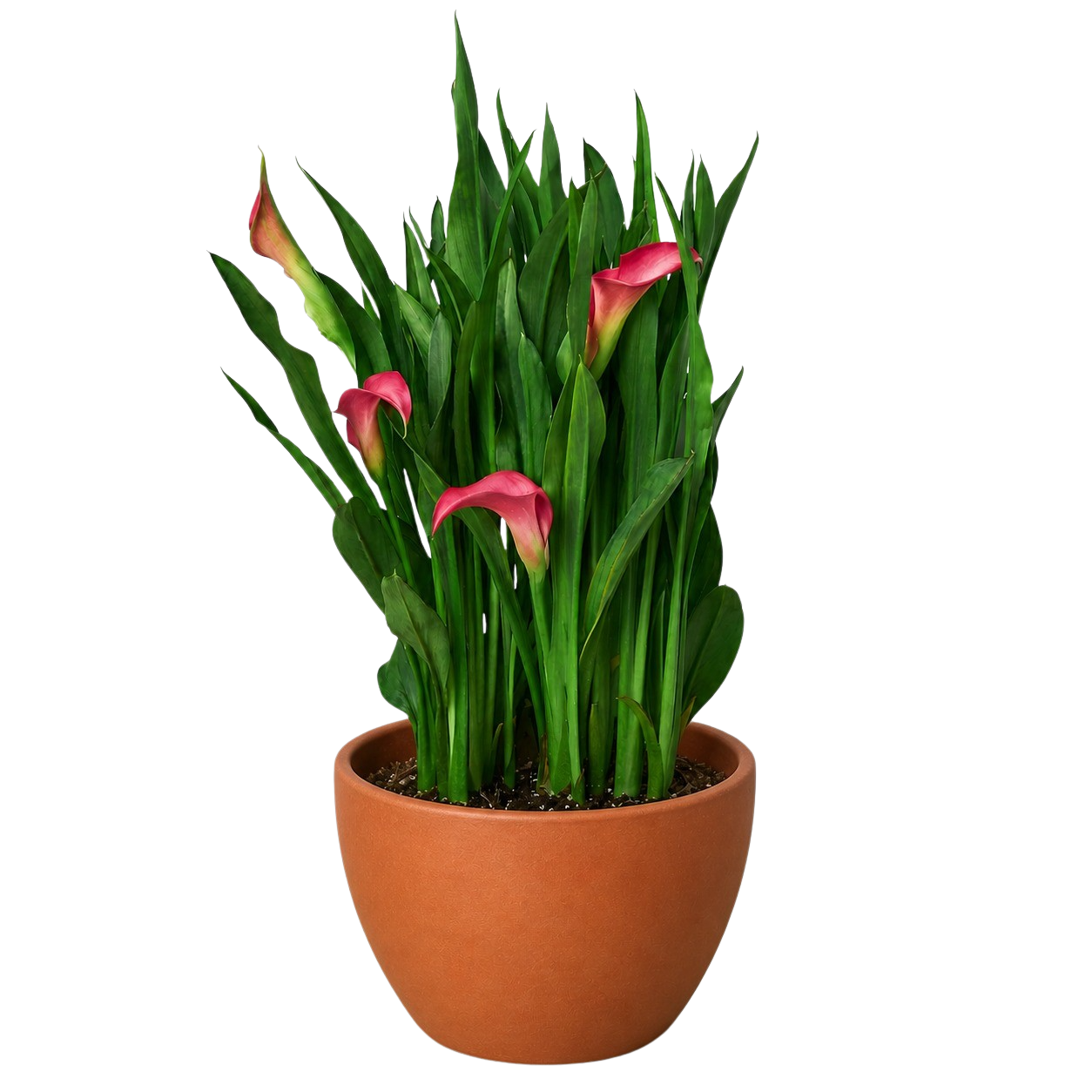 Calla Lily