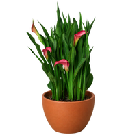 Calla Lily