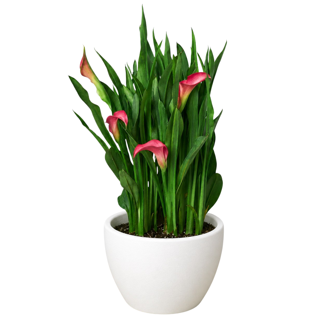 Calla Lily