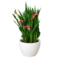 Calla Lily