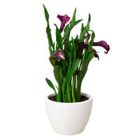 Calla Lily