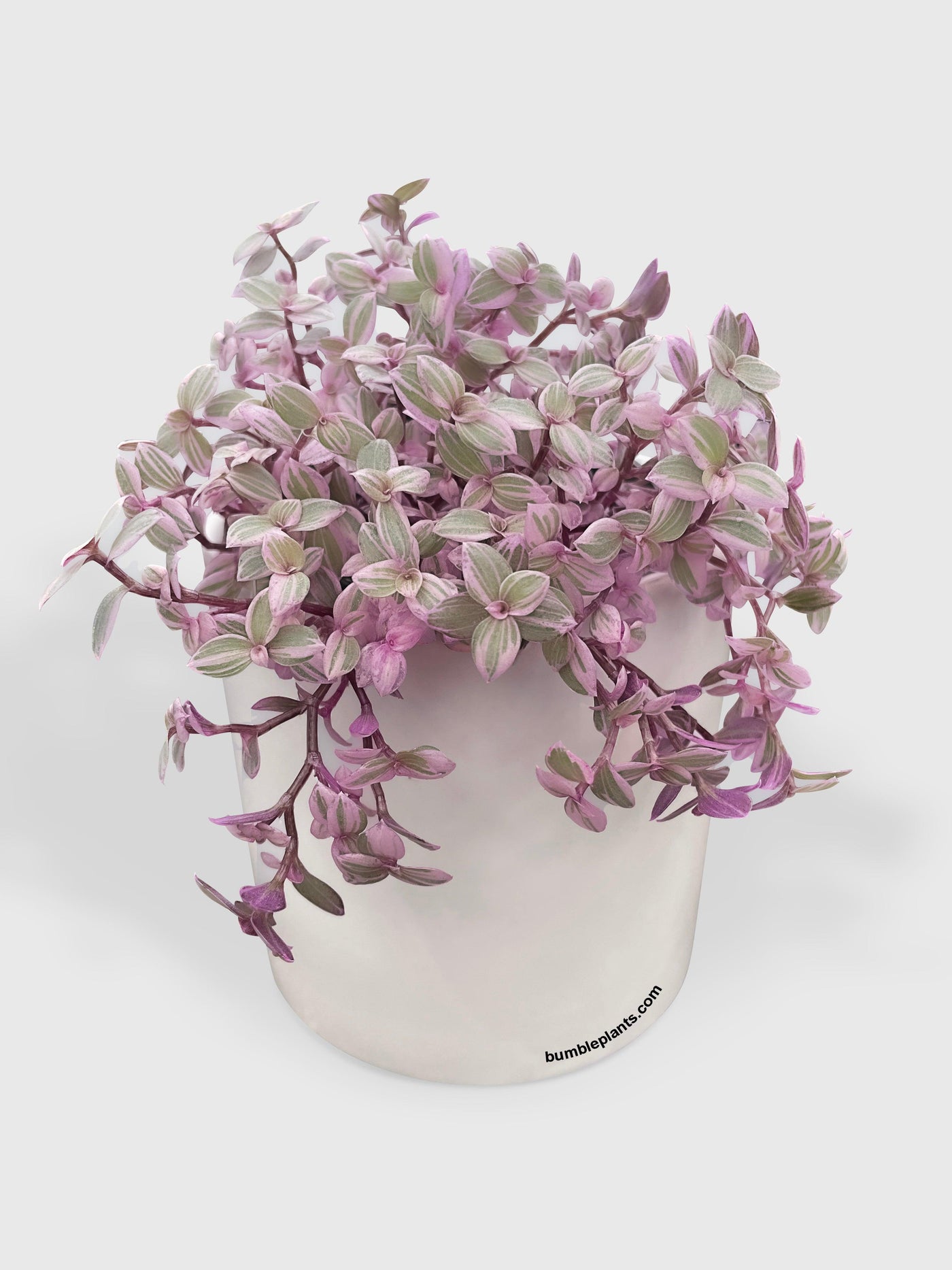 pink panther plant indoor Callisia Repens Pink Lady (Turtle Vine), Buy Pink Panther Plant Online 6" Pot by Succulents Box