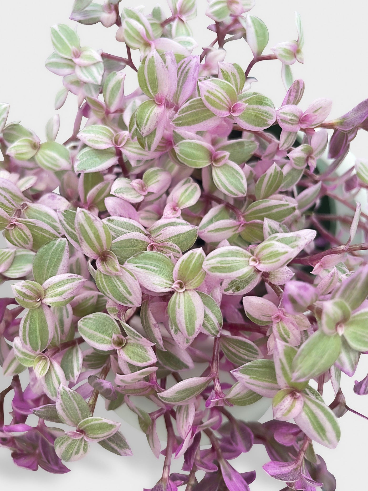 pink panther plant indoor Callisia Repens Rosato 'Pink Panther'