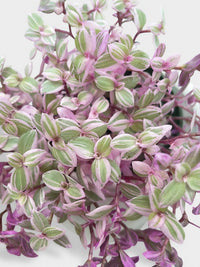 Callisia Repens Rosato 'Pink Panther' - Bumble Plants