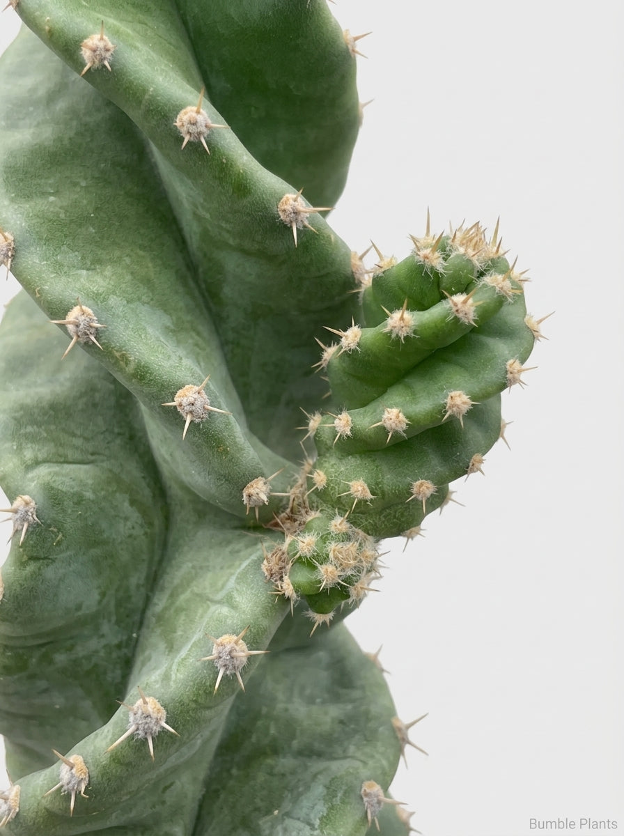 Cereus forbesii 'Spiralis'