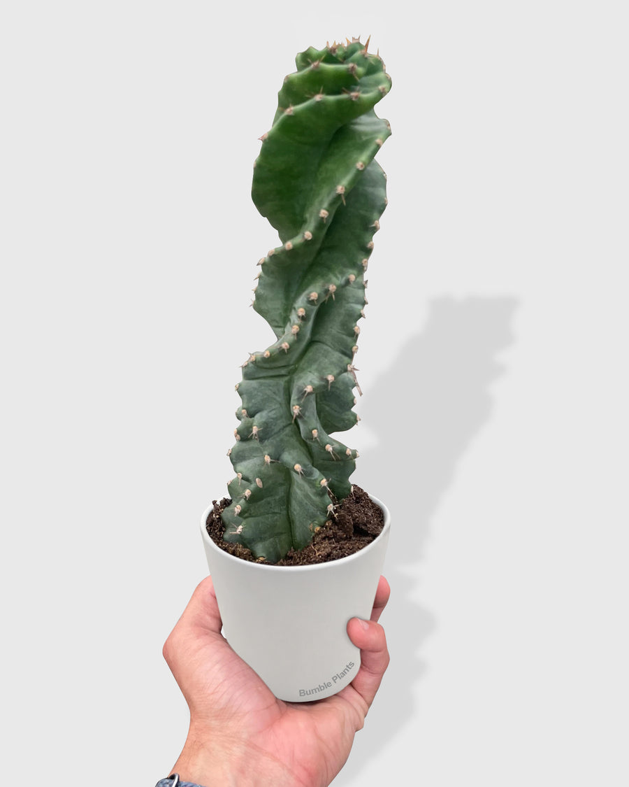 Cereus forbesii 'Spiralis'