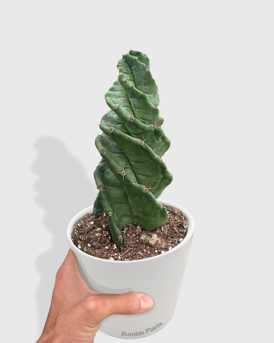 Cereus forbesii 'Spiralis'