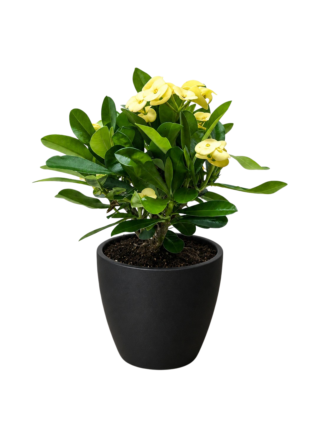 Euphorbia Milii Crown of Thorns Flowers