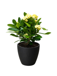 Euphorbia Milii Crown of Thorns Flowers