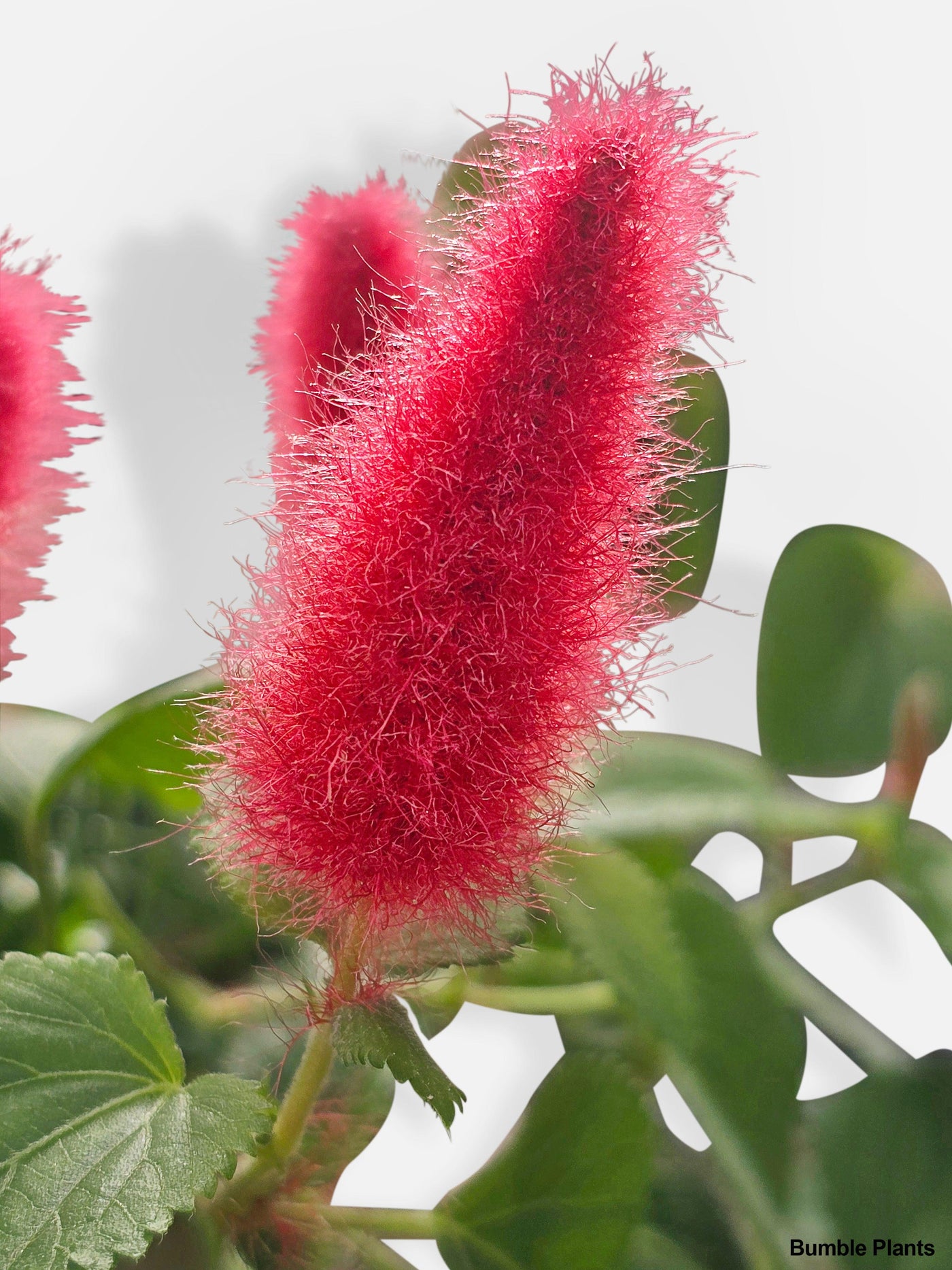 pink fuzzy hanging plant Live Chenille Acalypha Hispida 'Red Hot