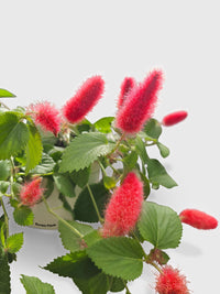 Chenille Acalypha Hispida 'Red Hot Cat's Tail' - Bumble Plants