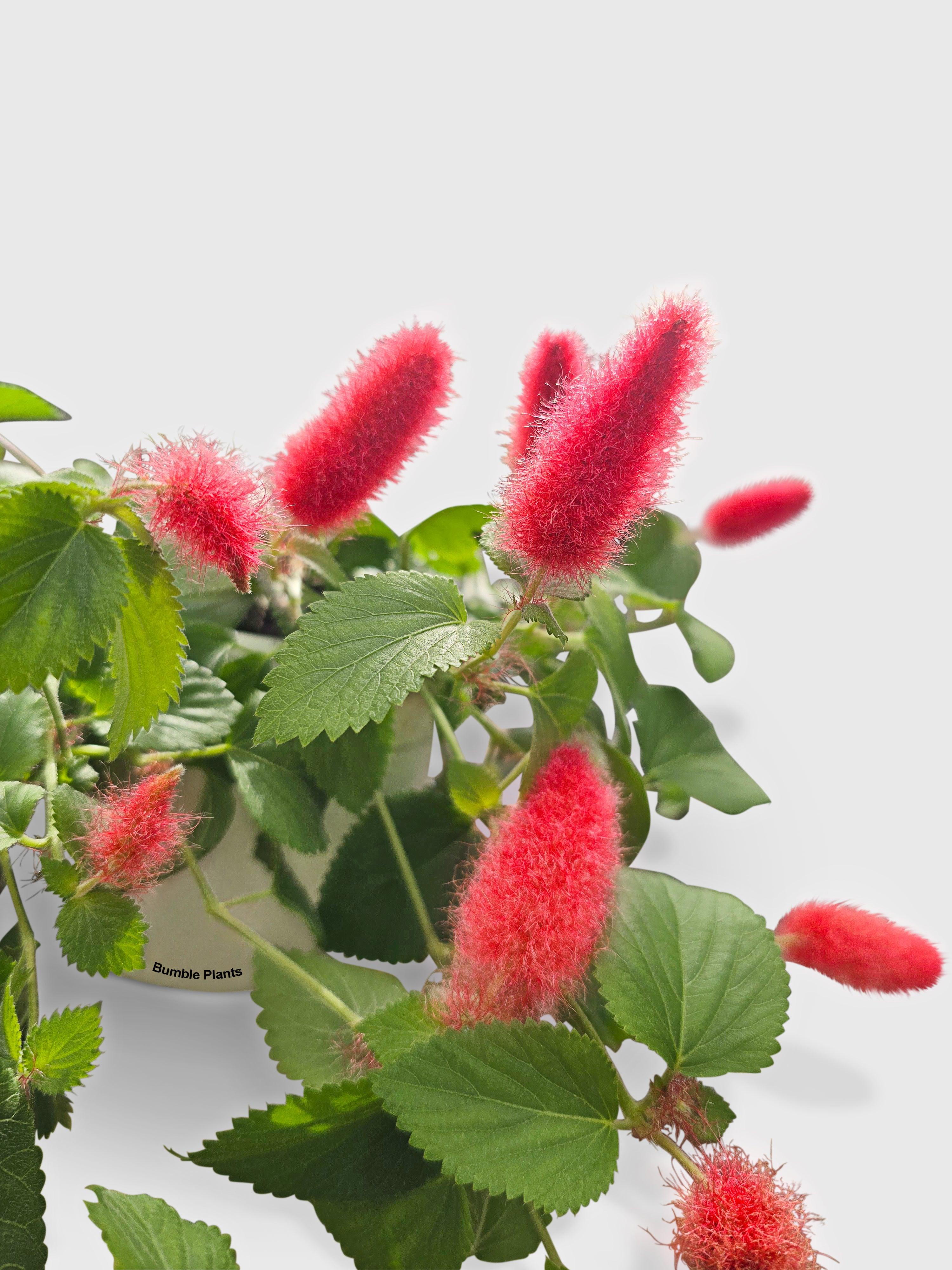 Chenille Acalypha Hispida 'Red Hot Cat's Tail' - Bumble Plants