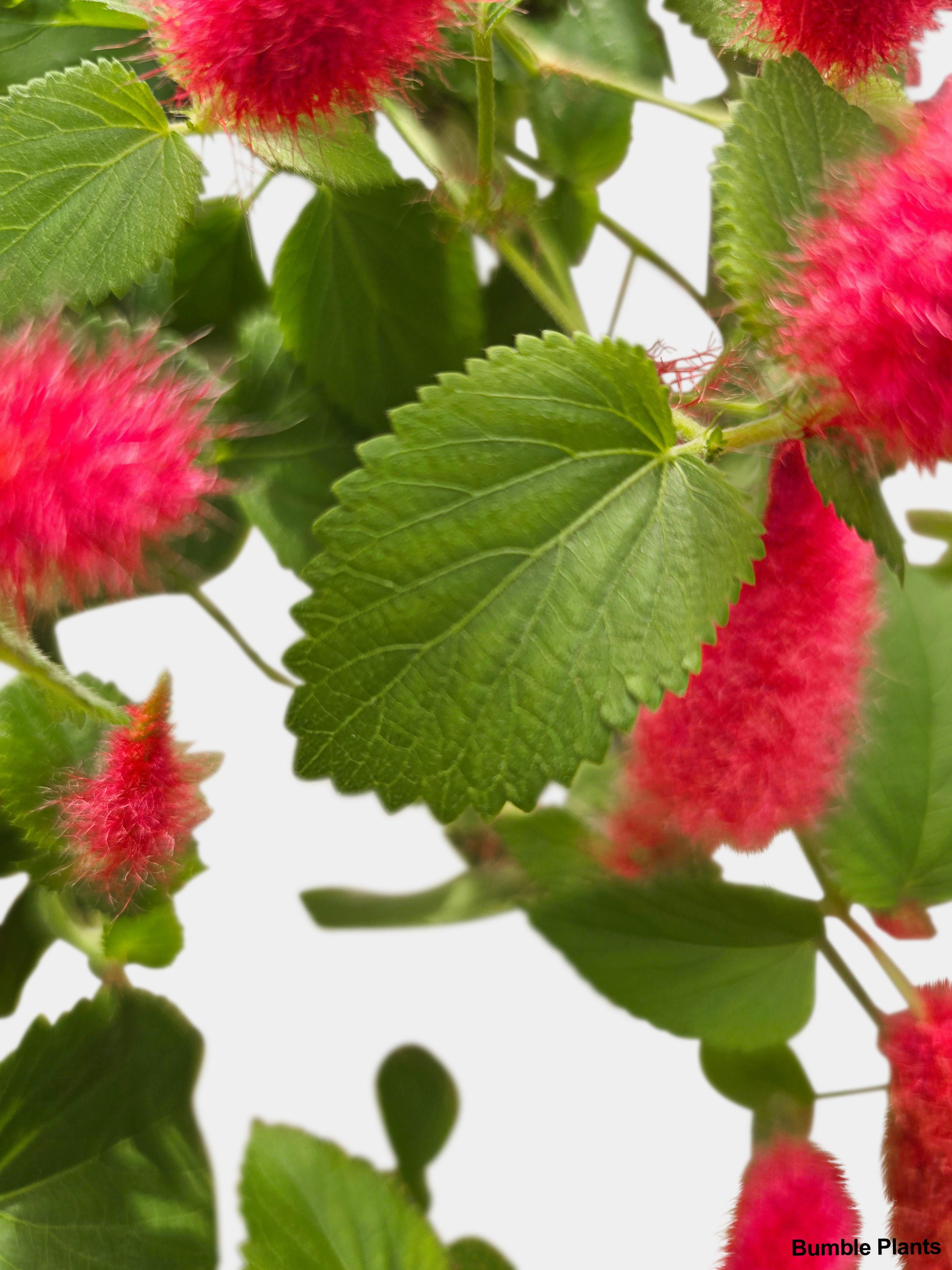 Chenille Acalypha Hispida 'Red Hot Cat's Tail' - Bumble Plants