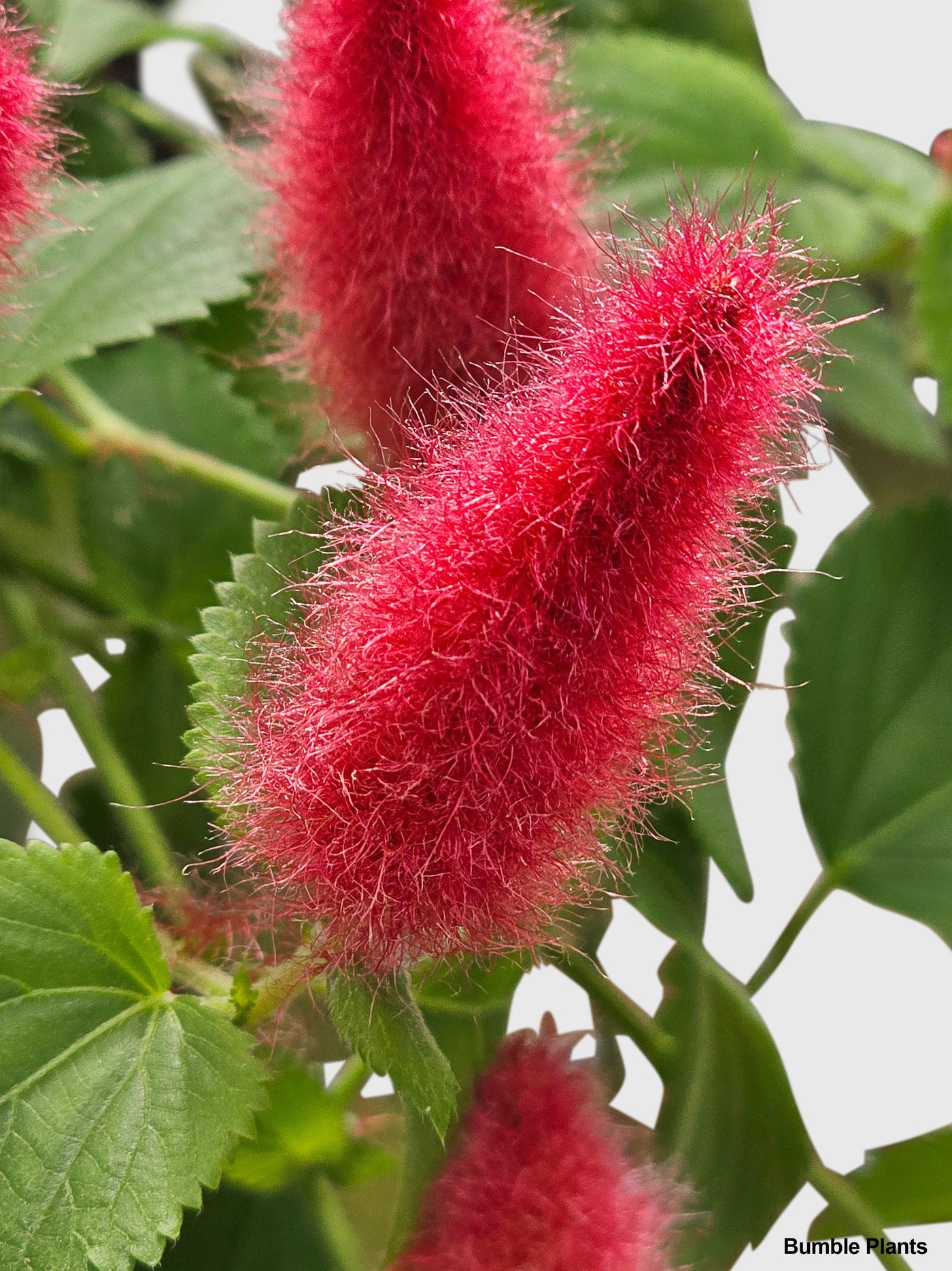 hanging plant with red fuzzy flowers Chenille Acalypha Hispida 'Red Hot Cat's Tail'