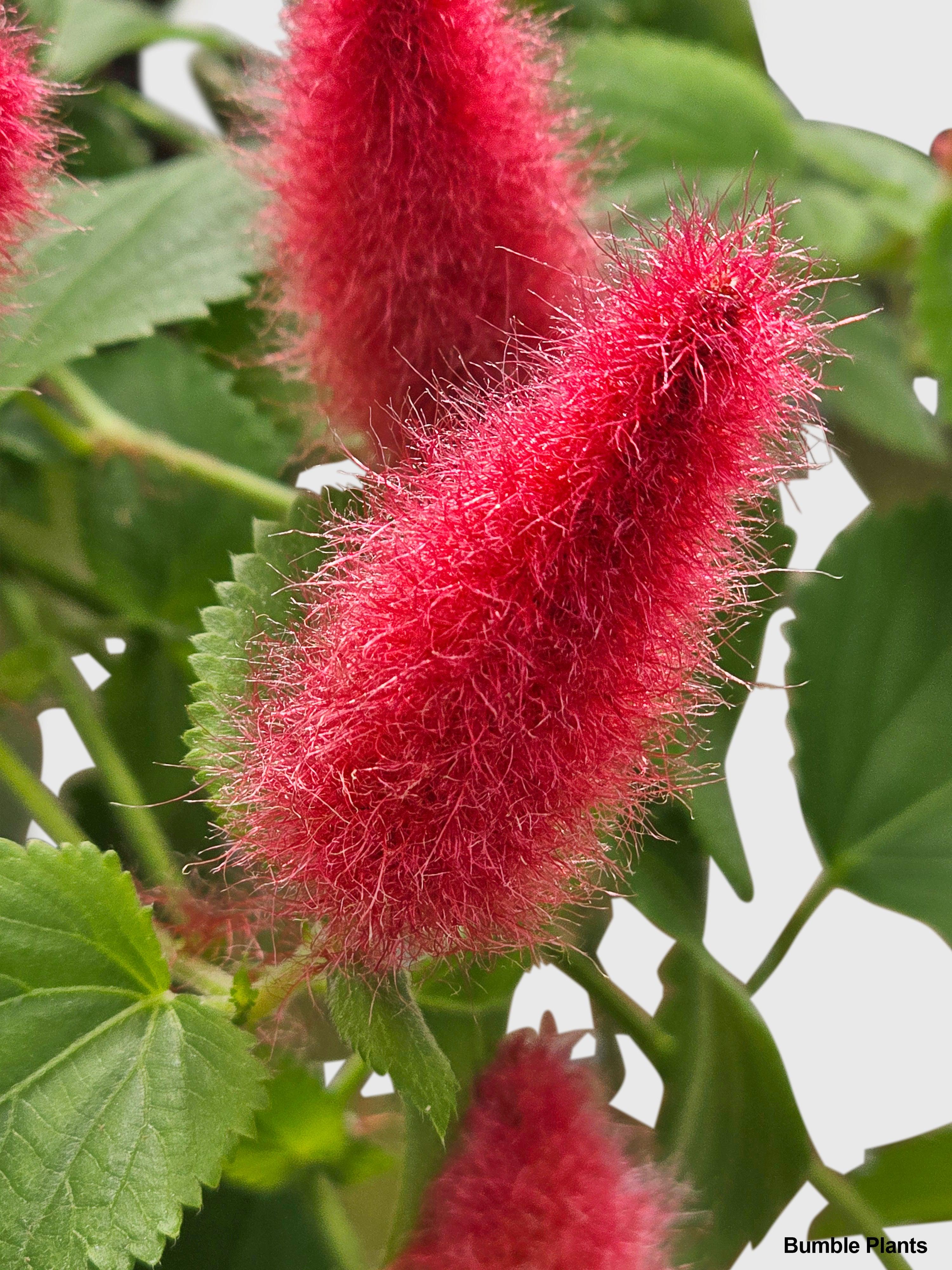 Chenille Acalypha Hispida 'Red Hot Cat's Tail' - Bumble Plants