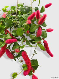 Chenille Acalypha Hispida 'Red Hot Cat's Tail' - Bumble Plants