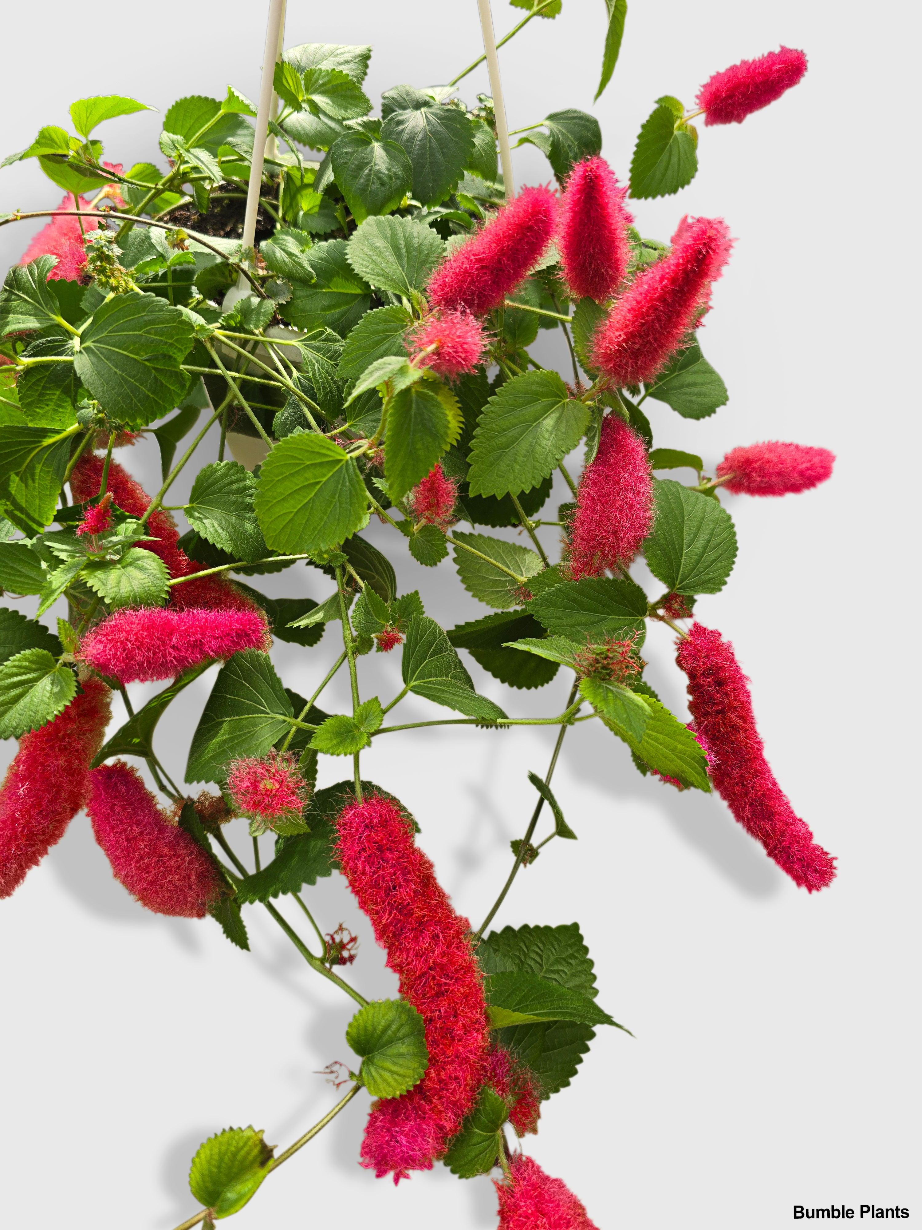 Chenille Acalypha Hispida 'Red Hot Cat's Tail' - Bumble Plants