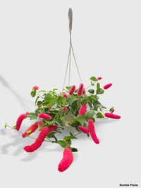 Chenille Acalypha Hispida 'Red Hot Cat's Tail' - Bumble Plants