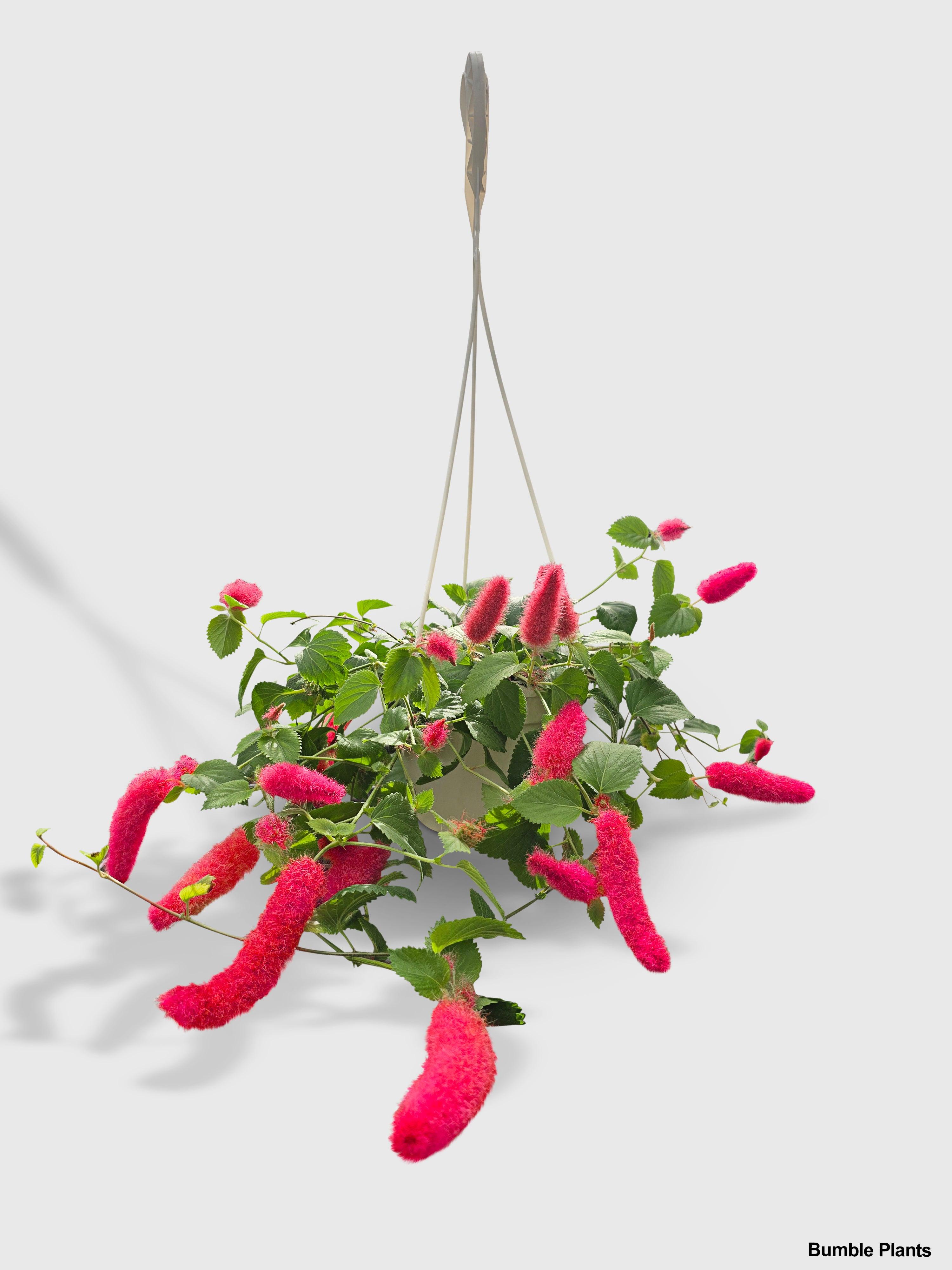 Chenille Acalypha Hispida 'Red Hot Cat's Tail' - Bumble Plants