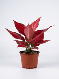 Chinese Evergreen 'Ruby Garuda'