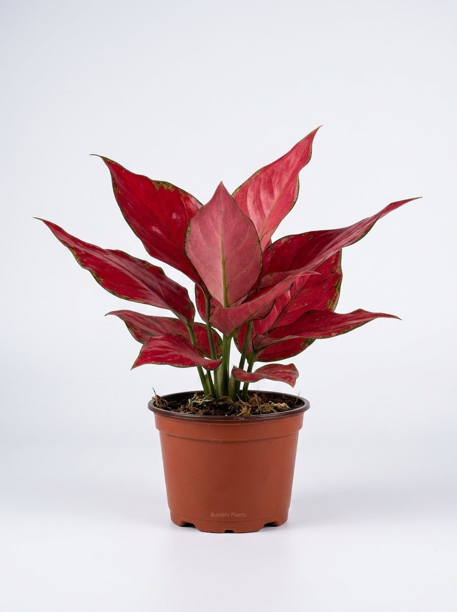 Chinese Evergreen 'Ruby Garuda'