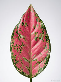 Chinese Evergreen 'Ruby Garuda'