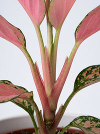 Chinese Evergreen 'Ruby Garuda'