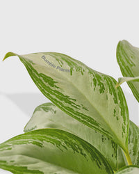 Aglaonema Chinese Evergreen 'Silver Bay'