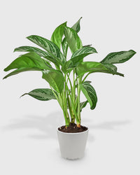 Aglaonema Chinese Evergreen 'Silver Bay'