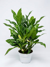 Aglaonema Chinese Evergreen 'Maria'