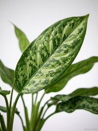 Aglaonema Chinese Evergreen 'Maria'