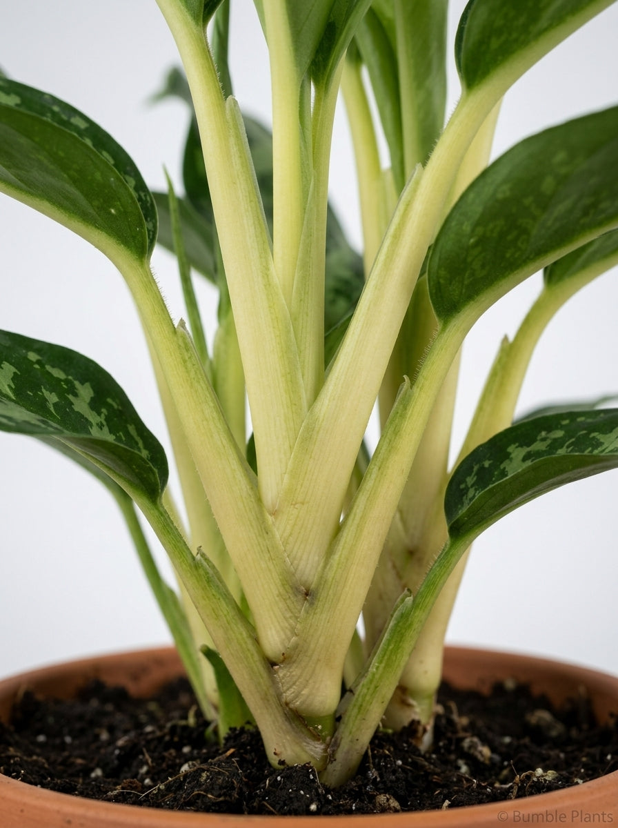 Aglaonema Chinese Evergreen 'Maria'
