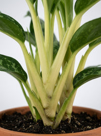 Aglaonema Chinese Evergreen 'Maria'