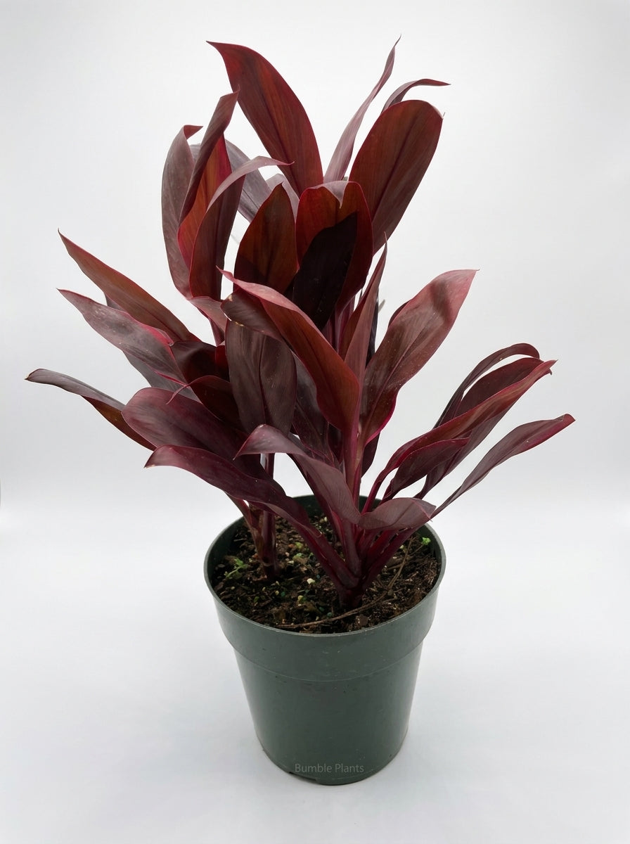 Cordyline 'Calypso Queen'