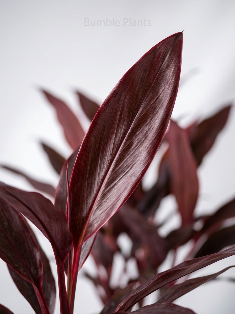 Cordyline 'Calypso Queen'