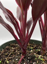 Cordyline 'Calypso Queen'