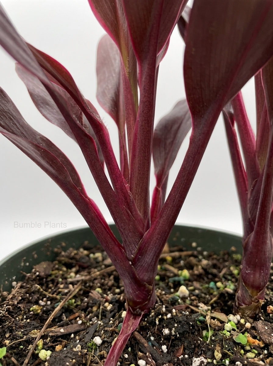 Cordyline 'Calypso Queen'