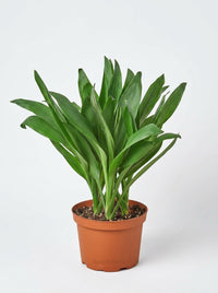 Cordyline Fruticosa Glauca