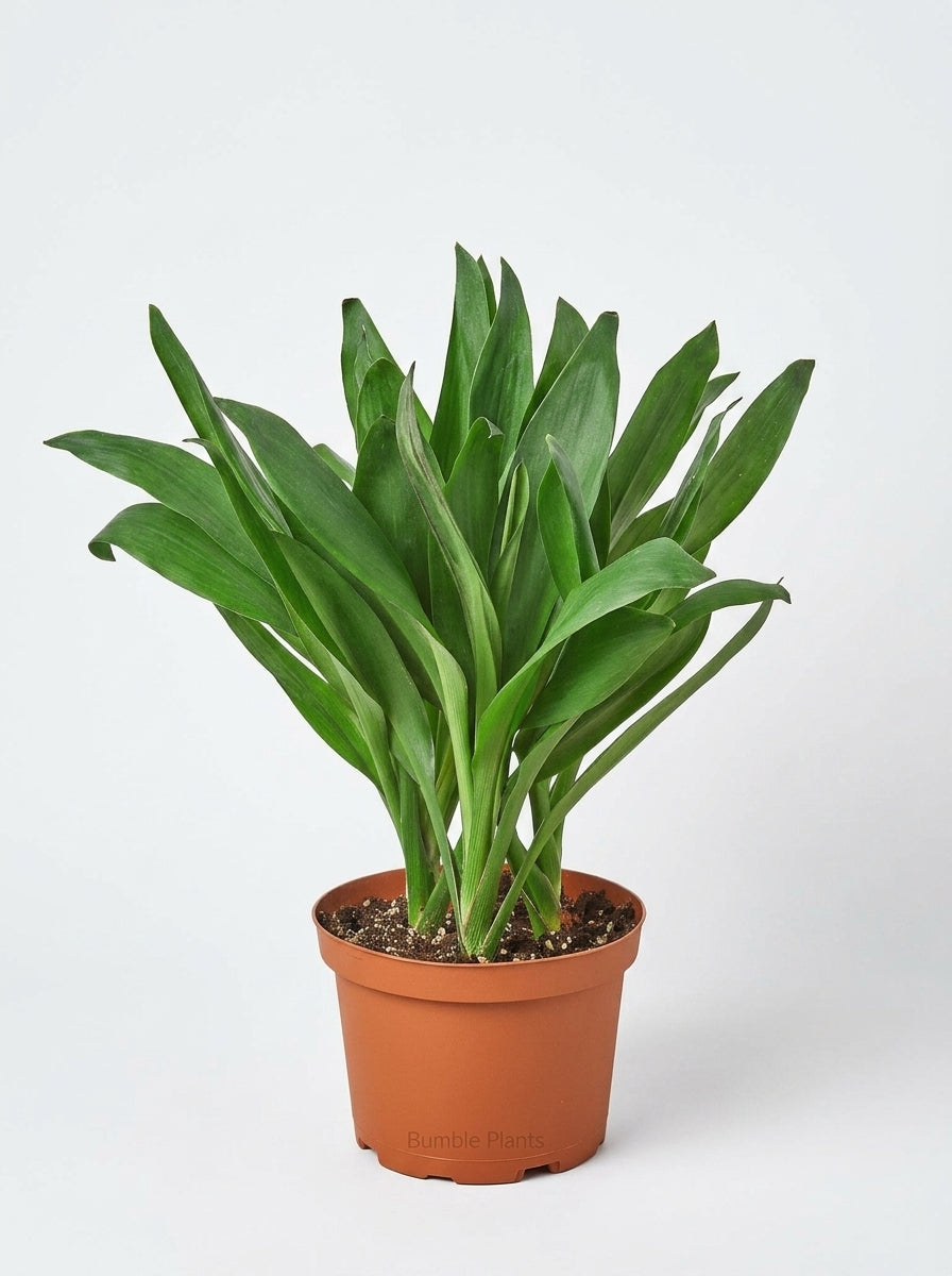 Cordyline Fruticosa Glauca