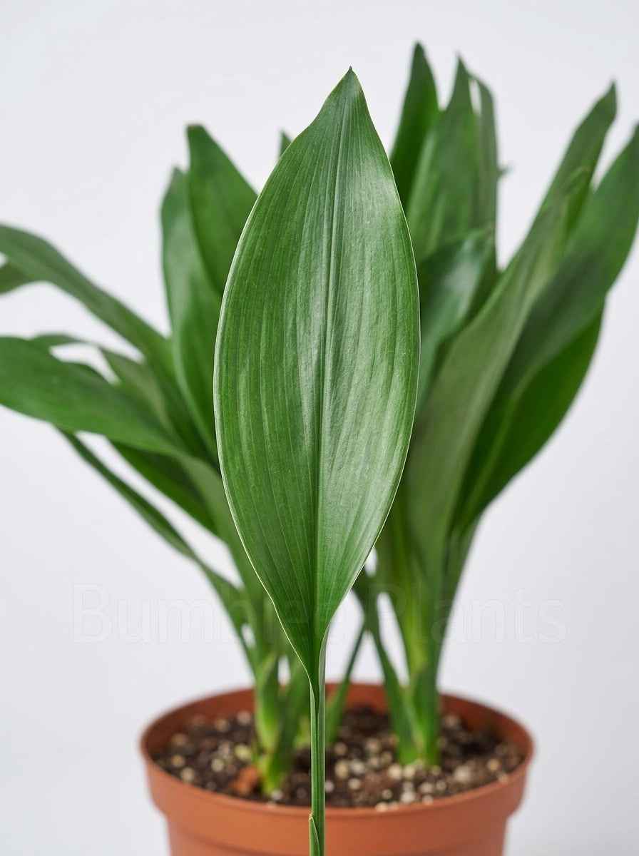Cordyline Fruticosa Glauca