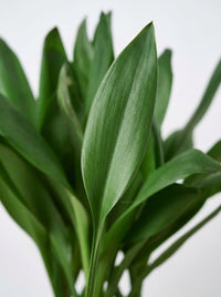Cordyline Fruticosa Glauca