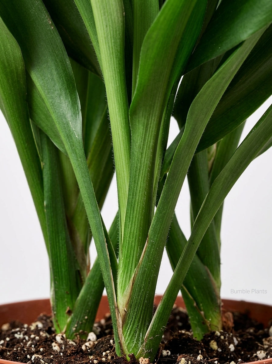 Cordyline Fruticosa Glauca