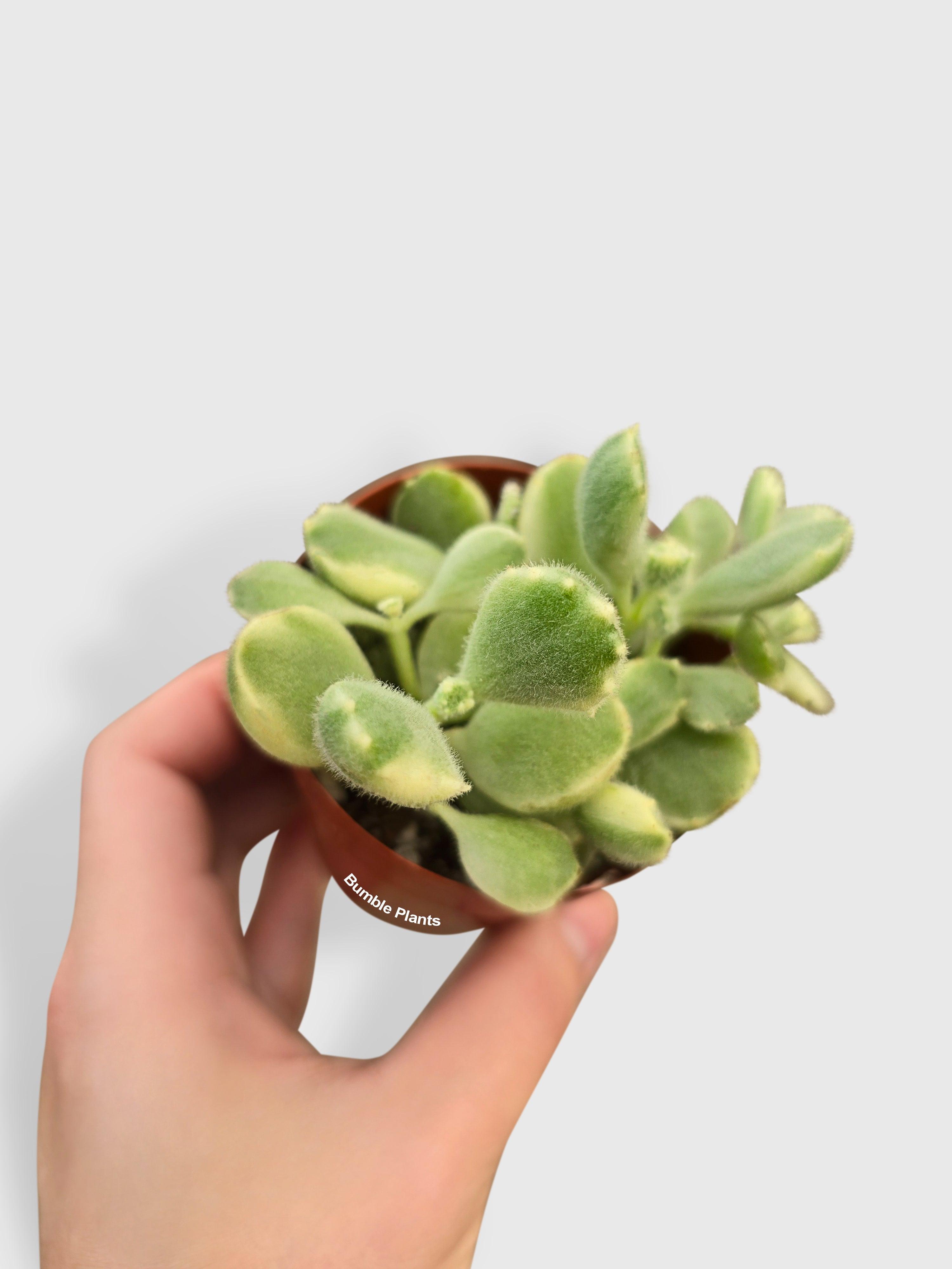 Cotyledon Tomentosa Bear's Paw Succulent - Bumble Plants