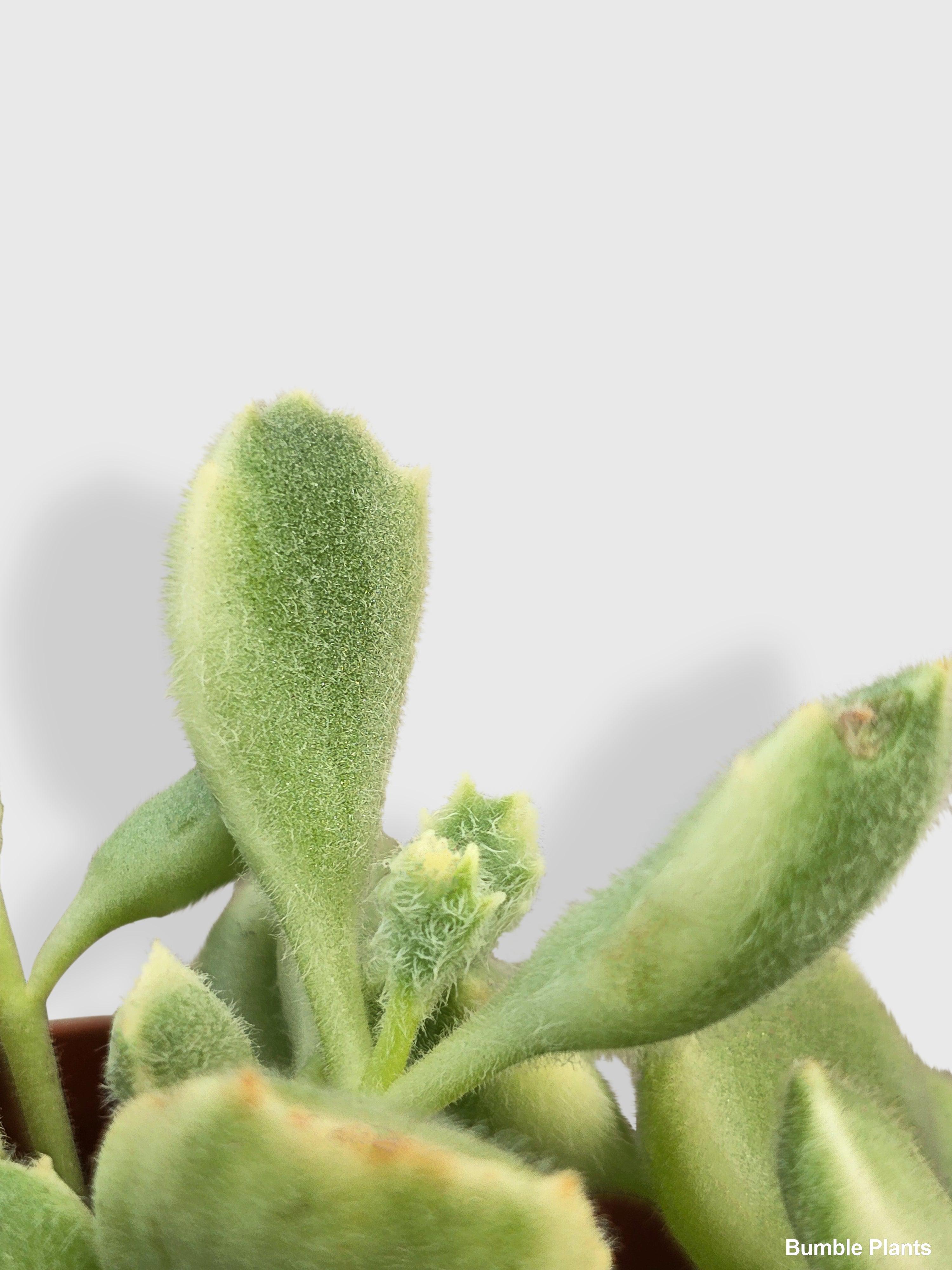 Cotyledon Tomentosa Bear's Paw Succulent - Bumble Plants