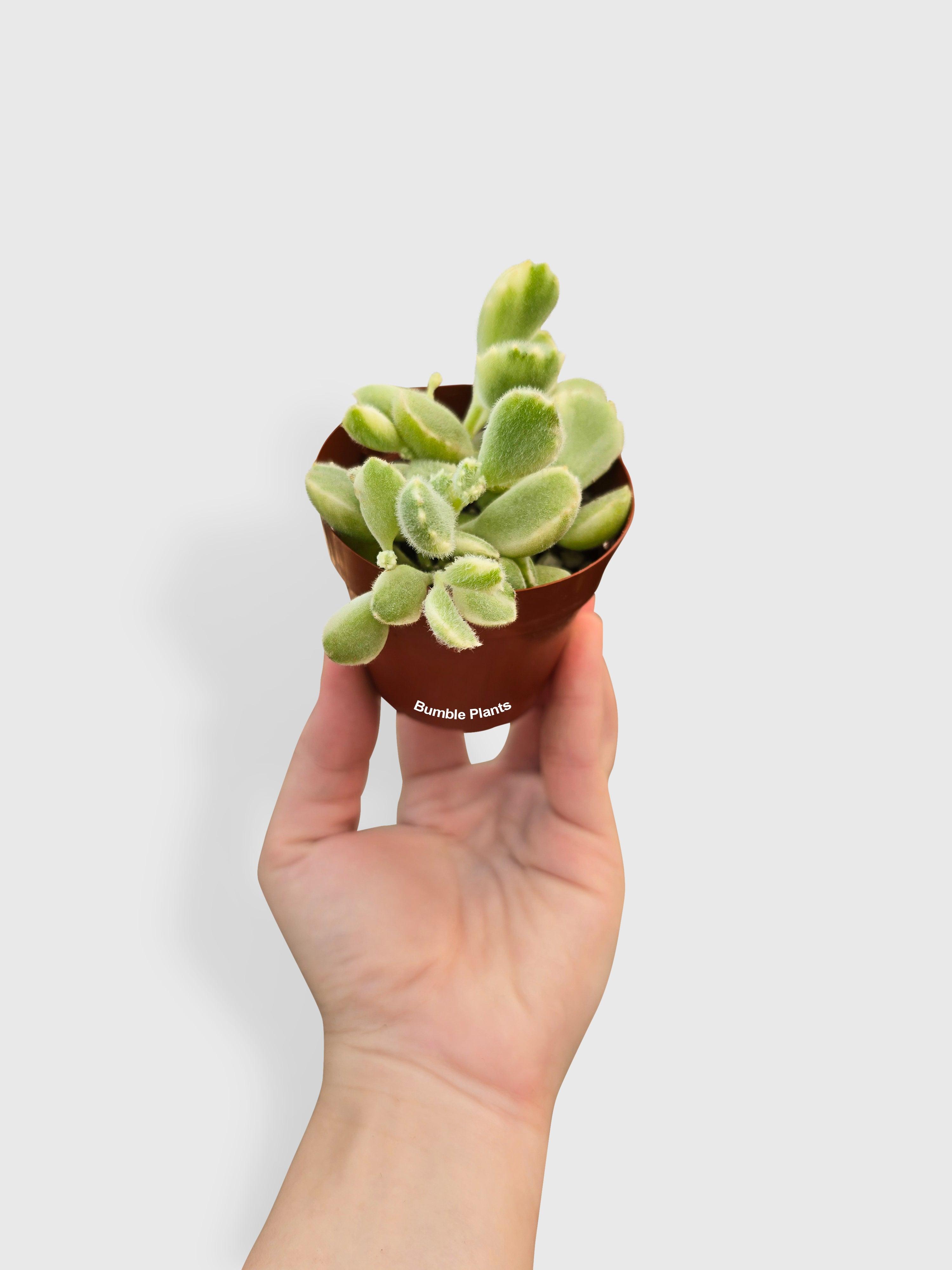 Cotyledon Tomentosa Bear's Paw Succulent - Bumble Plants