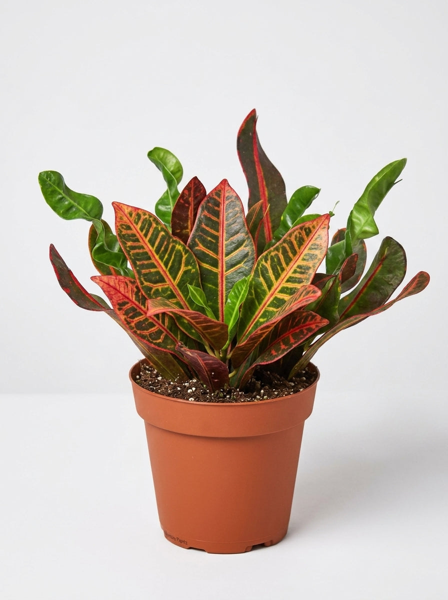 Codiaeum Variegatum Croton 'Mammy'