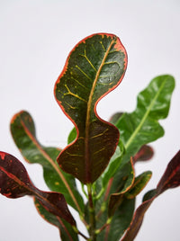 Codiaeum Variegatum Croton 'Mammy'