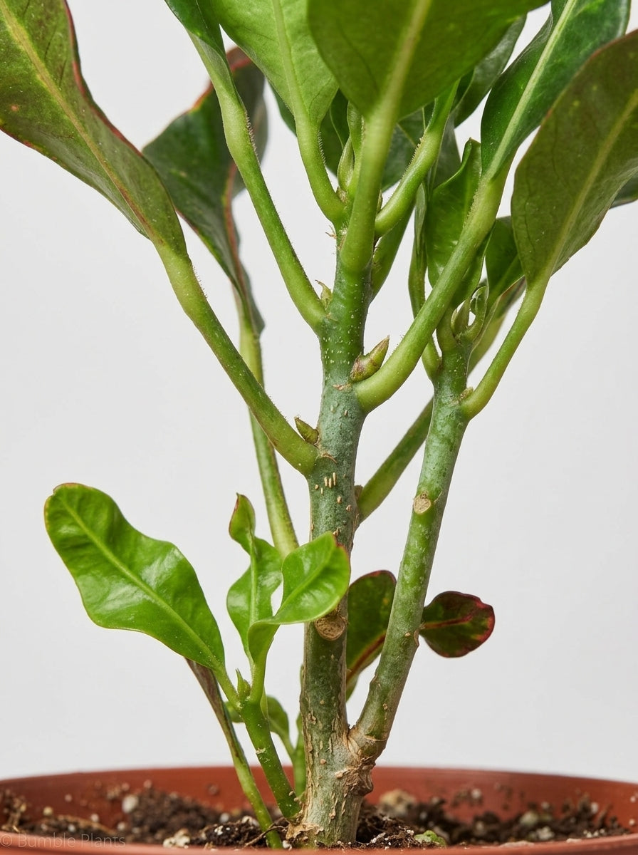 Codiaeum Variegatum Croton 'Mammy'