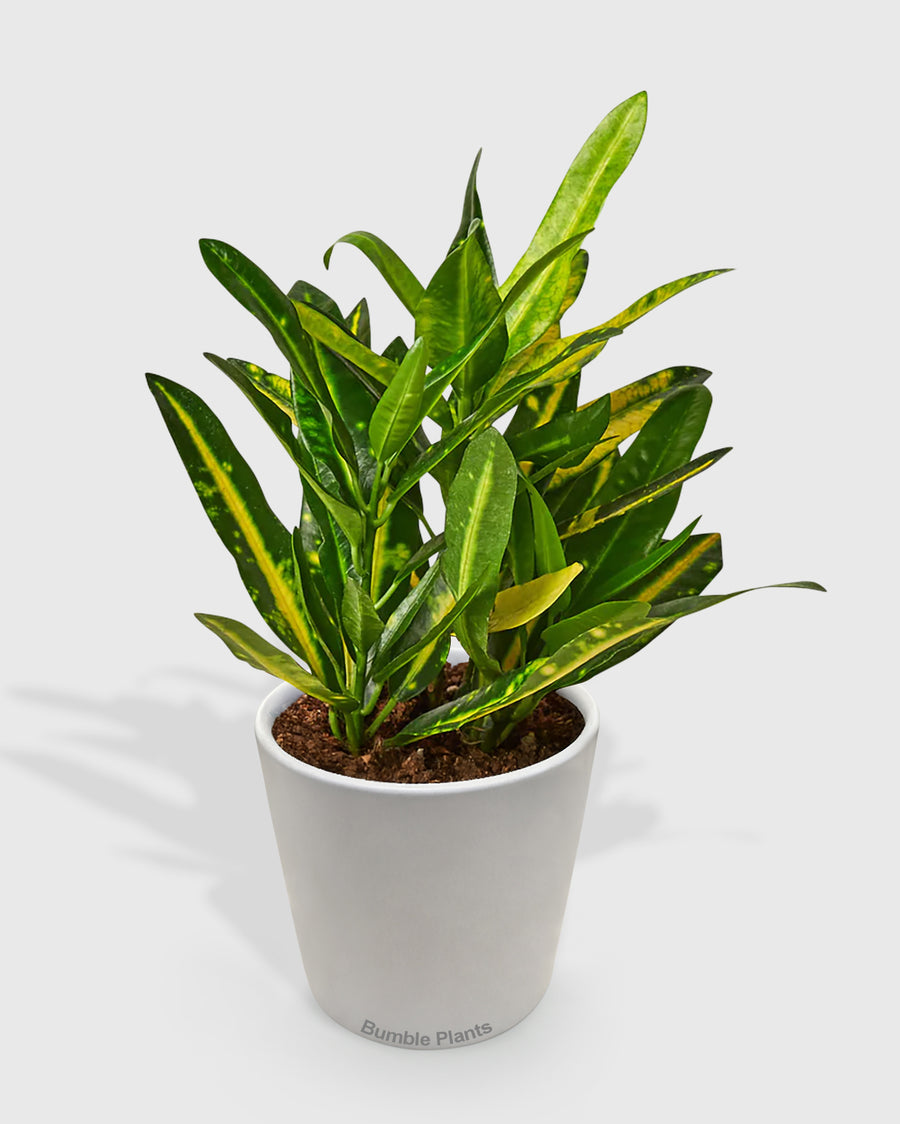 Croton Codiaeum 'Sunny Star'